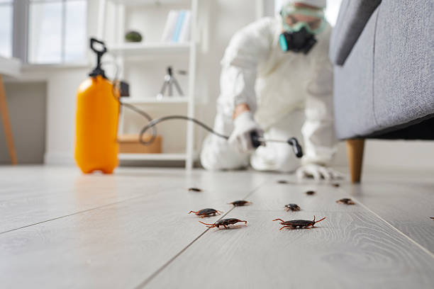 Post-Treatment Bed Bug Interceptor Monitoring in Endicott
